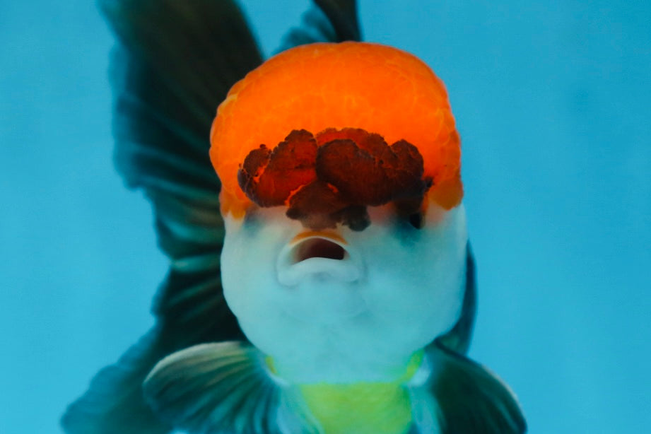 A Grade Tricolor Oranda Male 5-5.5 inches #090525OR_15