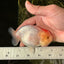 Nugget Snow Tancho Lemonhead Lionchu Male 4 inches #1018LC_06