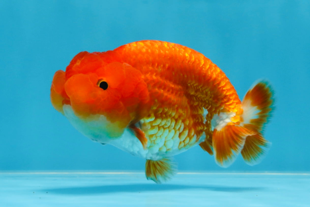 A Grade CHUBBY Red White LionKing 4.5 inches #072525LC_03