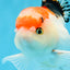 A Grade Tricolor Gem Oranda Male 5-5.5 inches #020725OR_29
