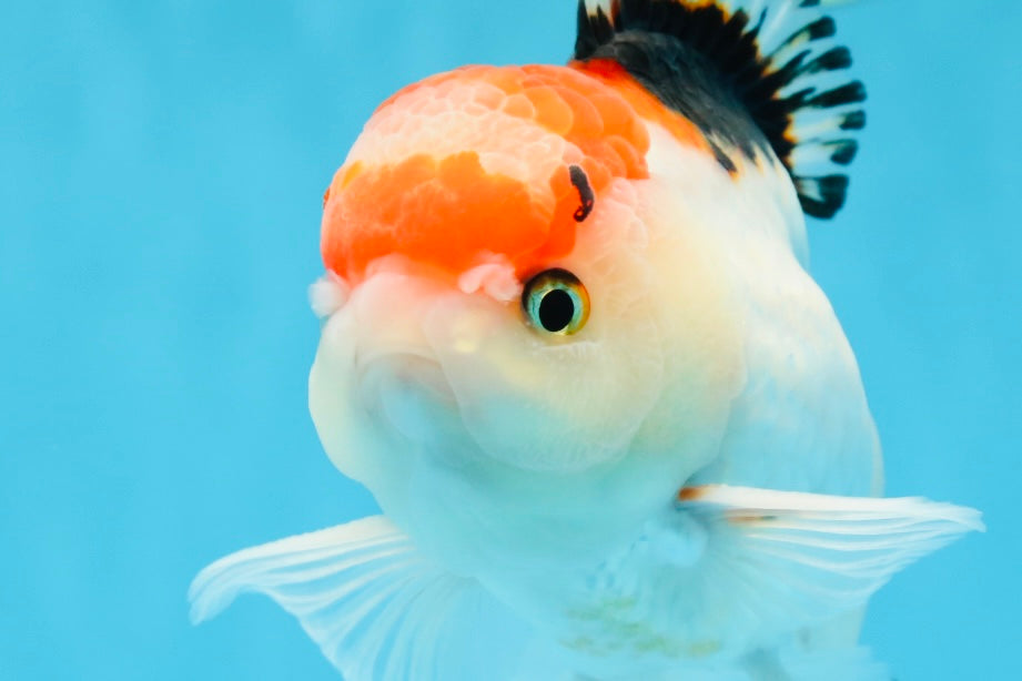 A Grade Tricolor Gem Oranda Male 5-5.5 inches #020725OR_29