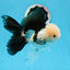 Panda Oranda mâle de qualité AAA 5,5 pouces #0906OR_31