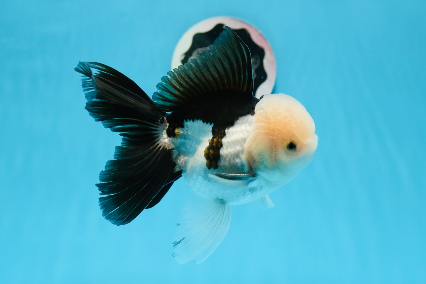 Panda Oranda mâle de qualité AAA 5,5 pouces #0906OR_31