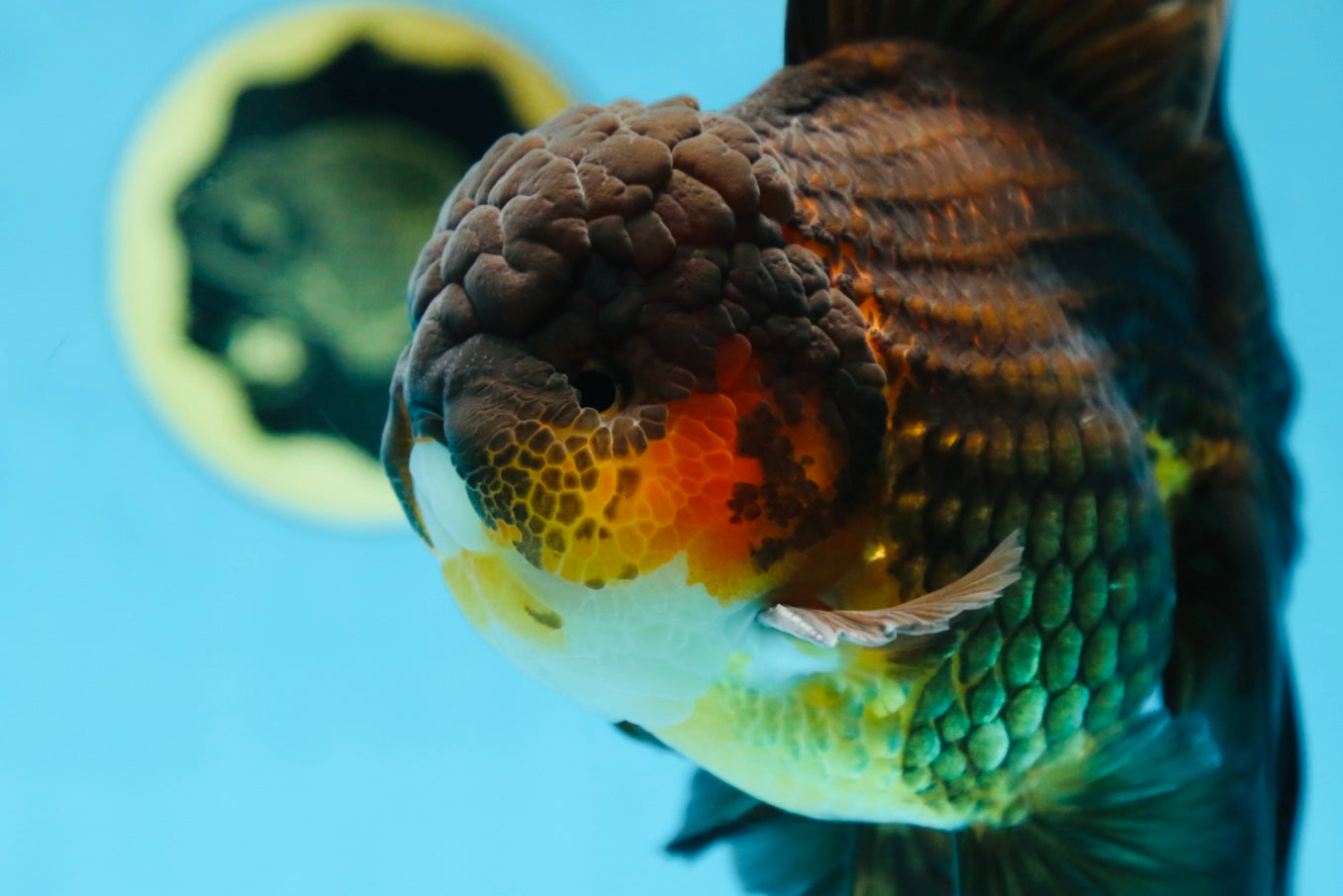 AAA Grade GIANT Godzilla Apache Oranda Male 6.5 inches #090525OR_09