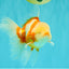 A Grade Lipstick Red White Oranda Male 6 inches #100926OR_17