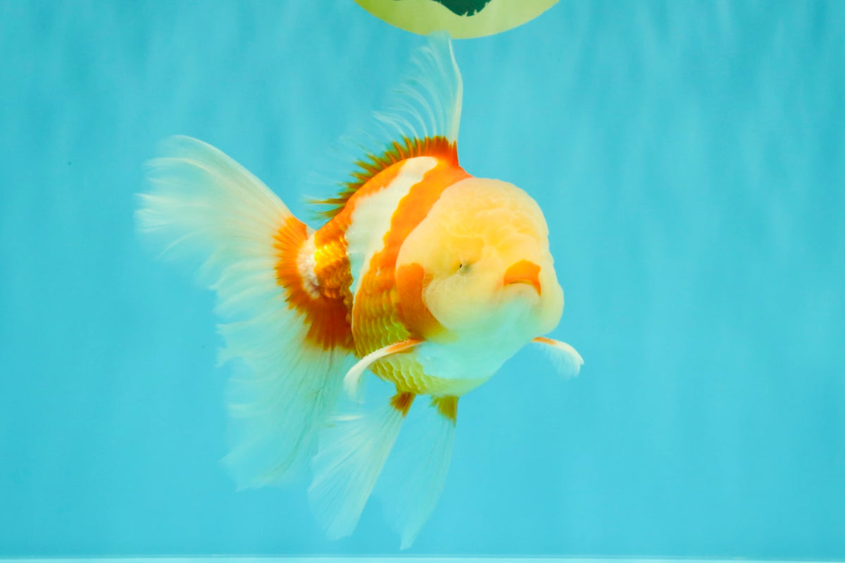 A Grade Lipstick Red White Oranda Male 6 inches #100926OR_17