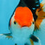 A Grade Tricolor Oranda Male 5-5.5 inches #082225OR_19