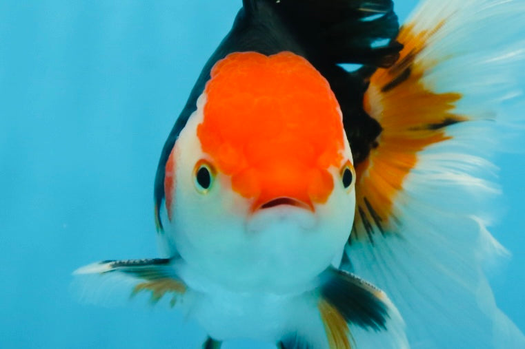 A Grade Tricolor Oranda Male 5-5.5 inches #082225OR_19