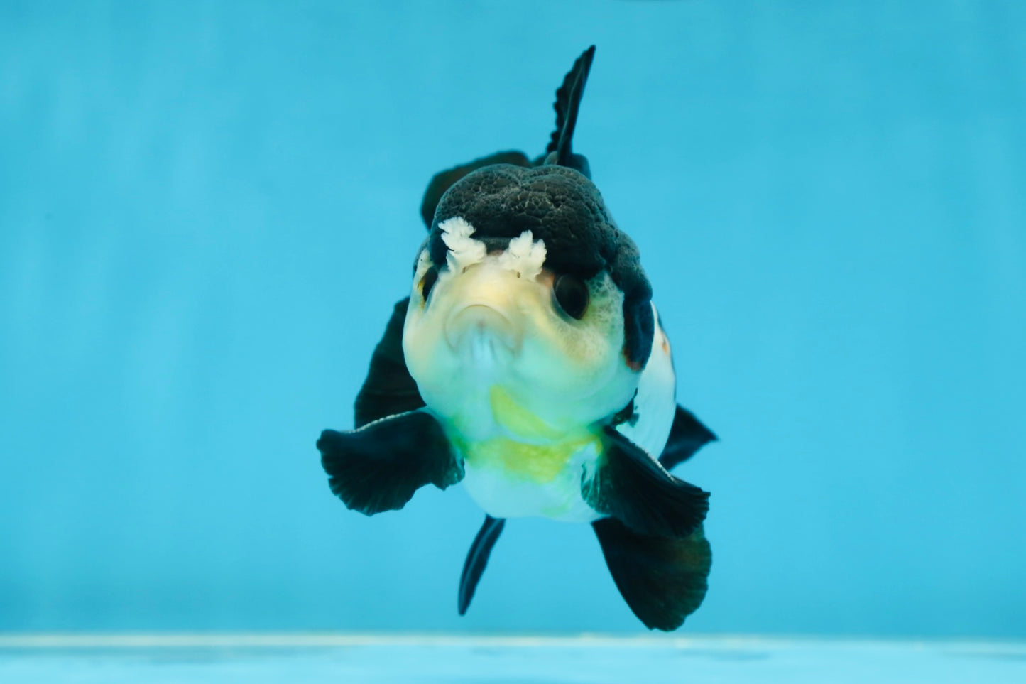 Chubby Pompom Panda Button Eyes Yuanbao Male 4.5 inches #071125YB_16