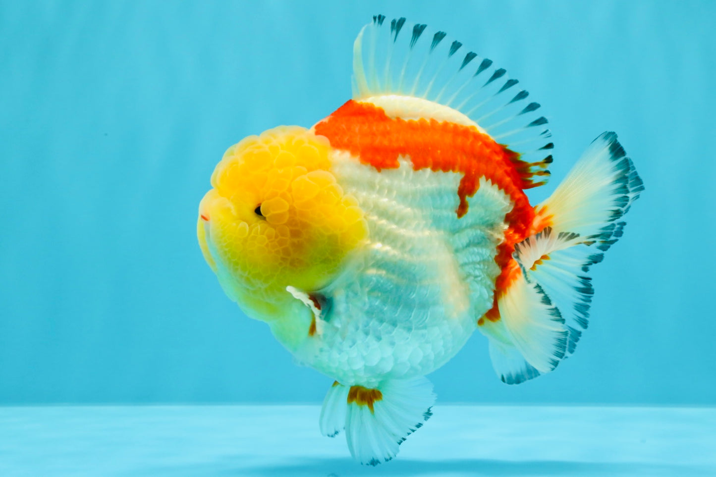 CHUBBY AAA Grade Godzilla Red White Lipstick Yuanbao Male 5-5.5 inches #022726YB_04