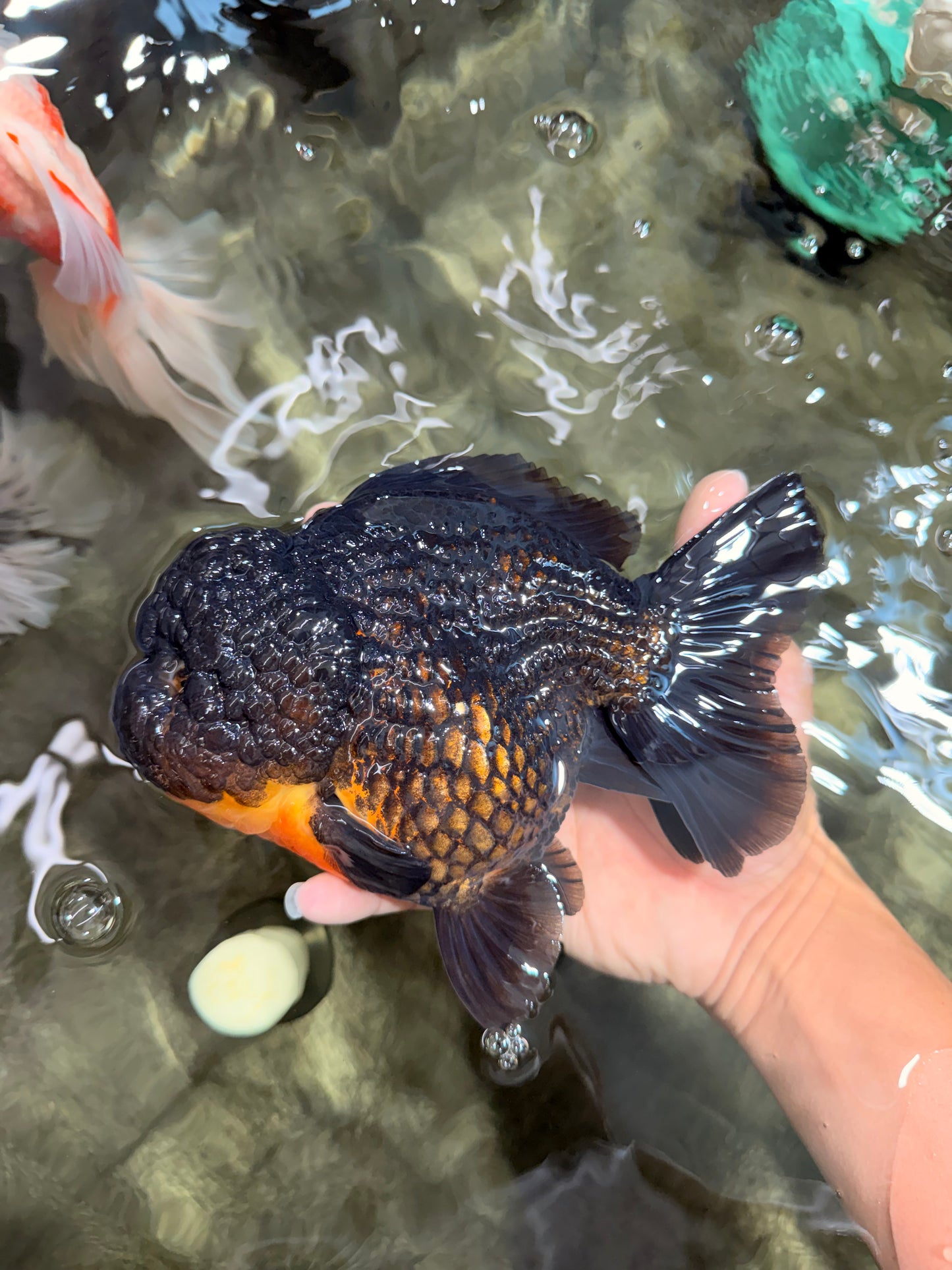 THE THING AAA Grade Apache Yuanbao Female 7 inches #072426YB_05