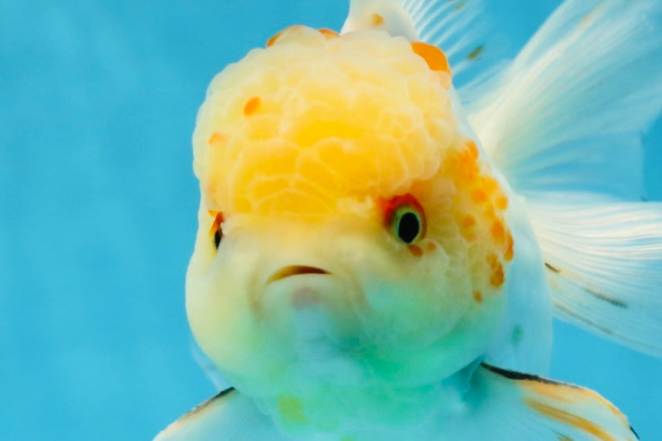 A Grade Cloudy White Oranda Male 5-5.5 inches #071125OR_12