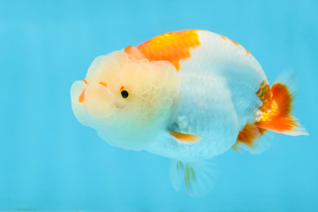 ADORABLE AAA Grade Red White LionQueen 4 inches #102425LC_16