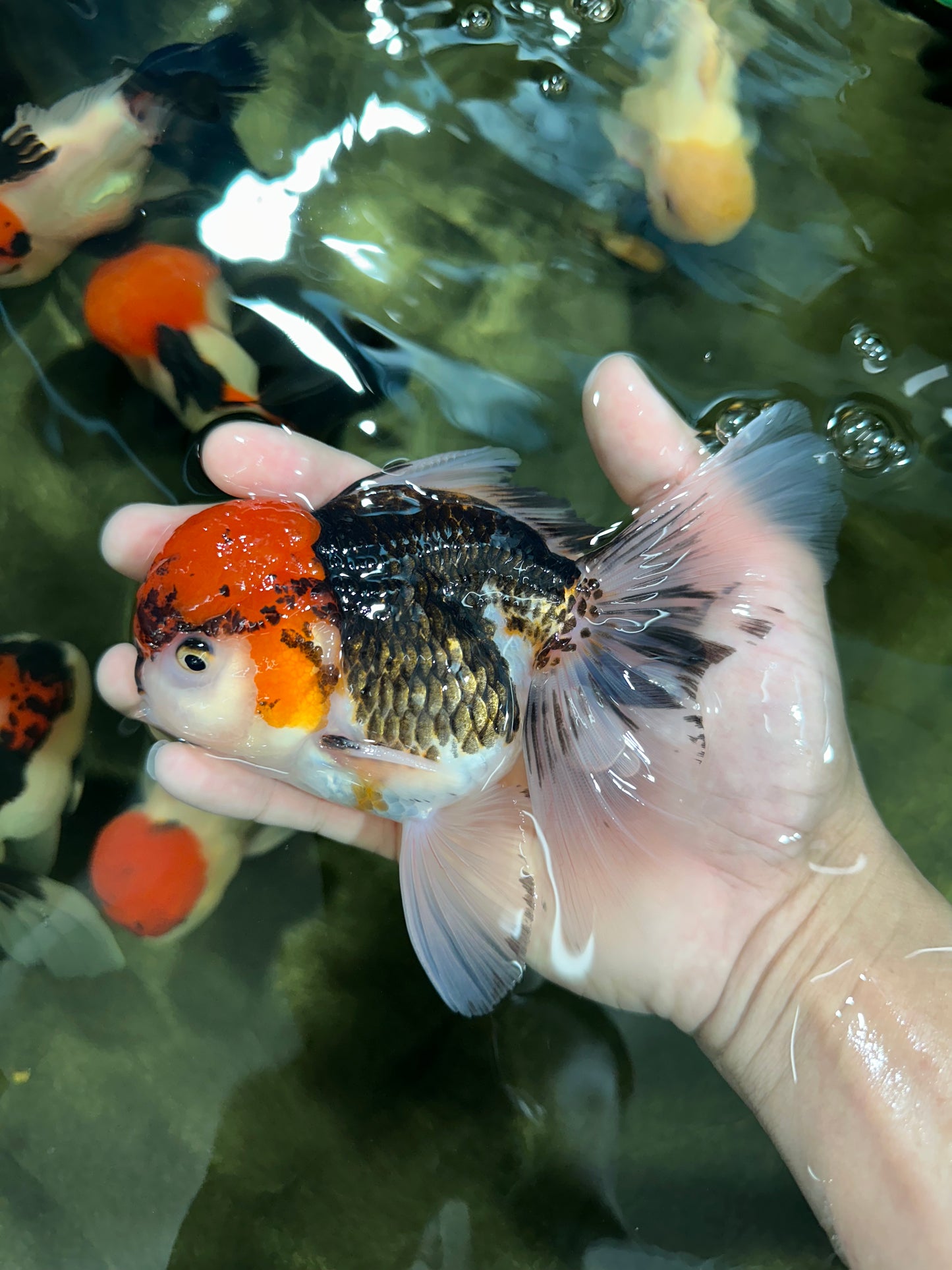 A Grade Tricolor Oranda Male 5.5 inches #060625OR_19
