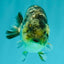 AAA Grade Special White Tiger Ranchu Male 4.5 inches #062626RC_07