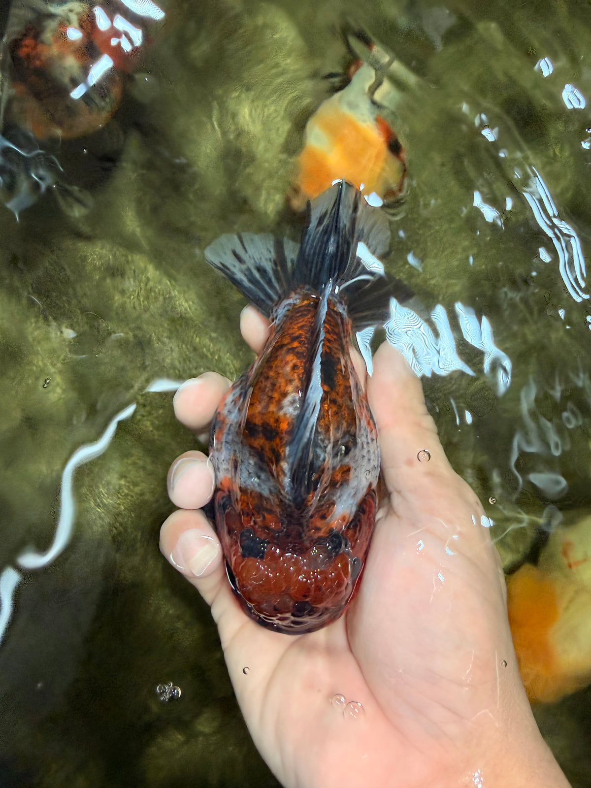 AAA Grade Calico Tiger Yuanbao Male 4.5 inches #100226YB_07