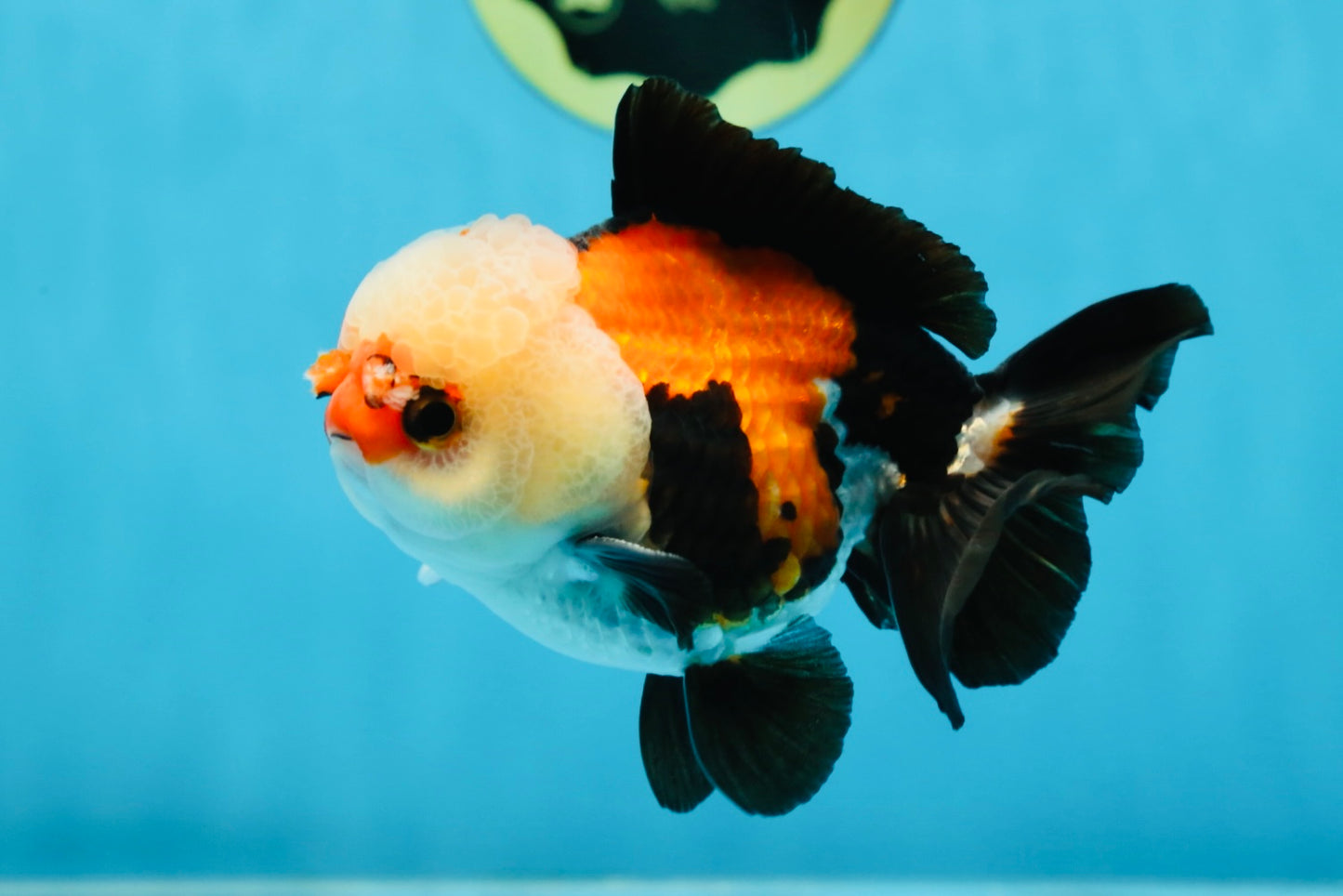 A Grade Adorable Pompom Tricolor Yuanbao Male 4-4.5 inches #071125YB_19