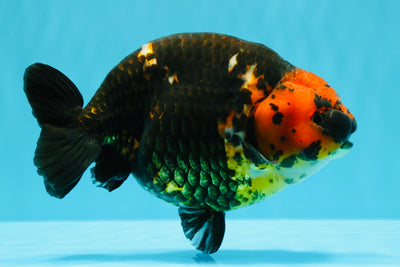 A Grade Jumbo Red Head Calico Chinese Ranchu Female 6.5-7 inches #022726RC_19