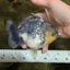 A Grade Kirin Yuanbao Male 5 inches #101626YB_32