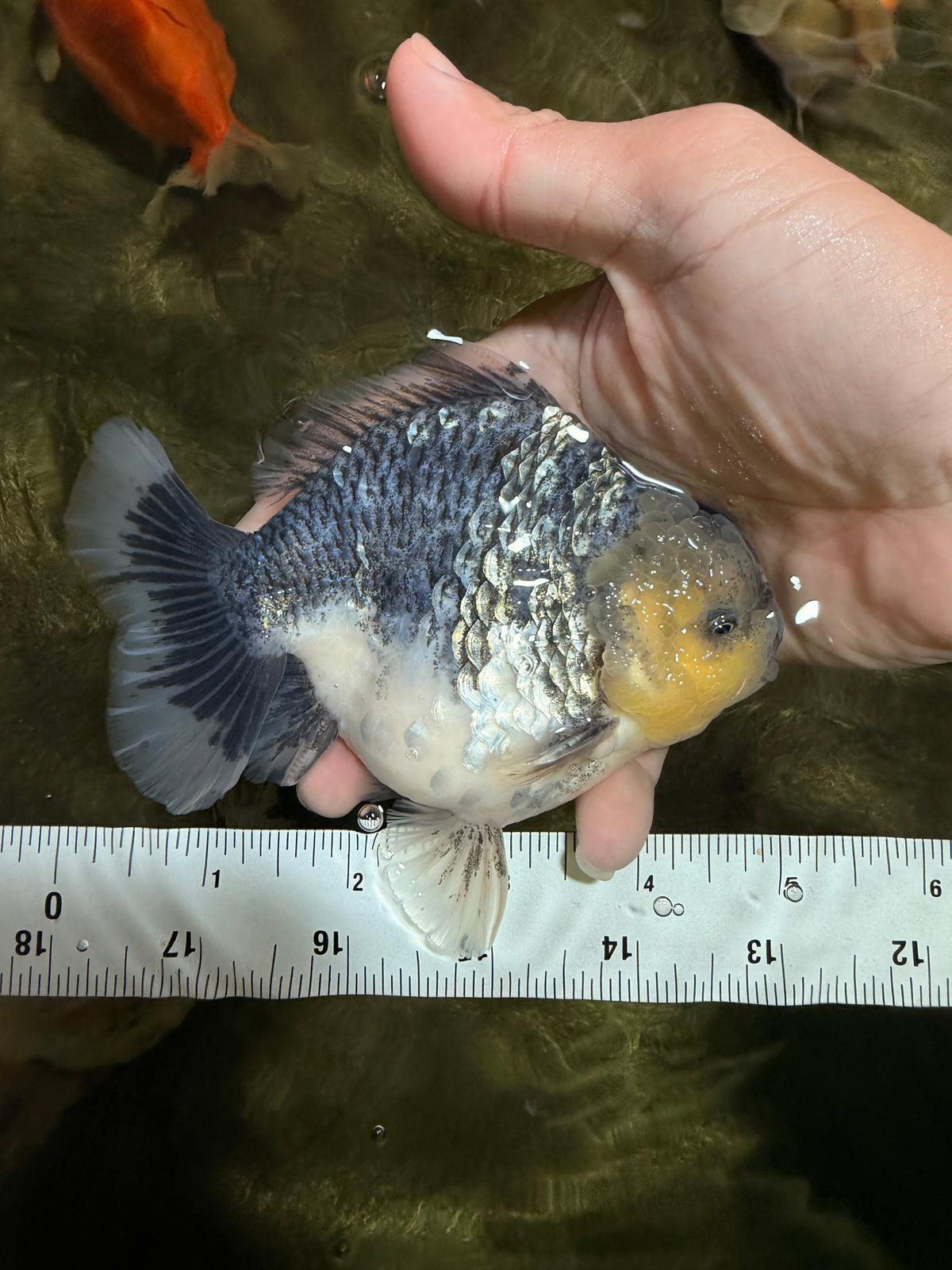 A Grade Kirin Yuanbao Male 5 inches #101626YB_32