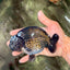 A Grade Black Ranchu Male 5-5.5 inches #071726RC_07