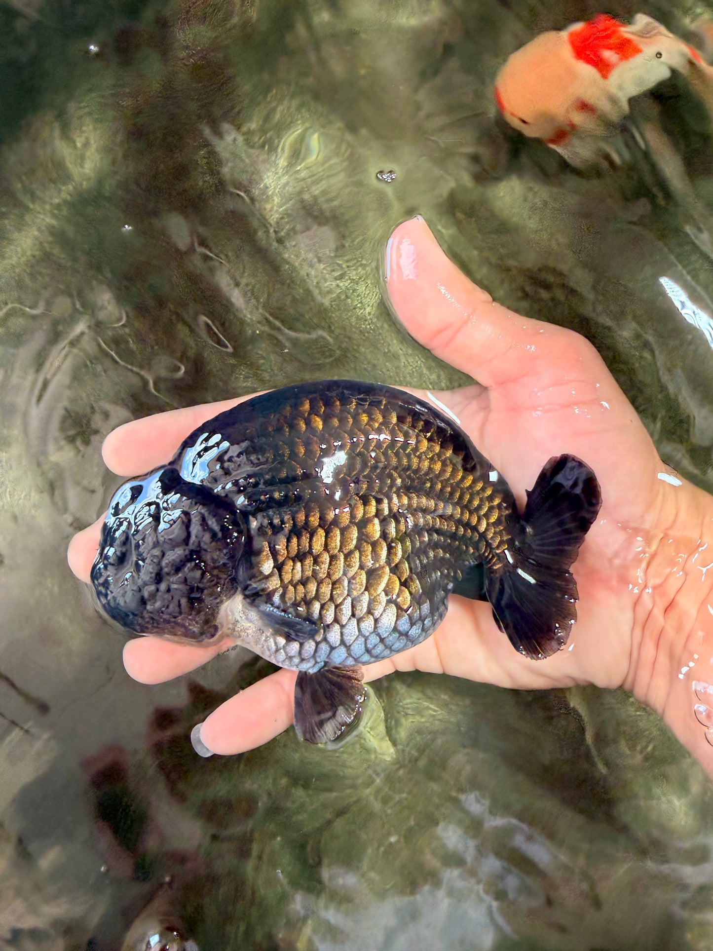 A Grade Black Ranchu Male 5-5.5 inches #071726RC_07
