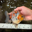 UNIQUE A Grade Marble Red Head Oranda Male 4.5-5 inches #090426OR_05