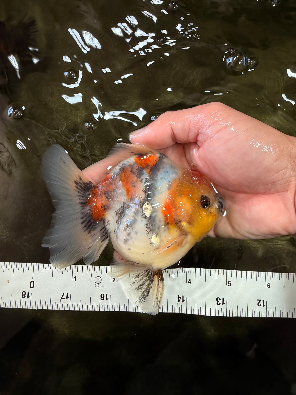 UNIQUE A Grade Marble Red Head Oranda Male 4.5-5 inches #090426OR_05