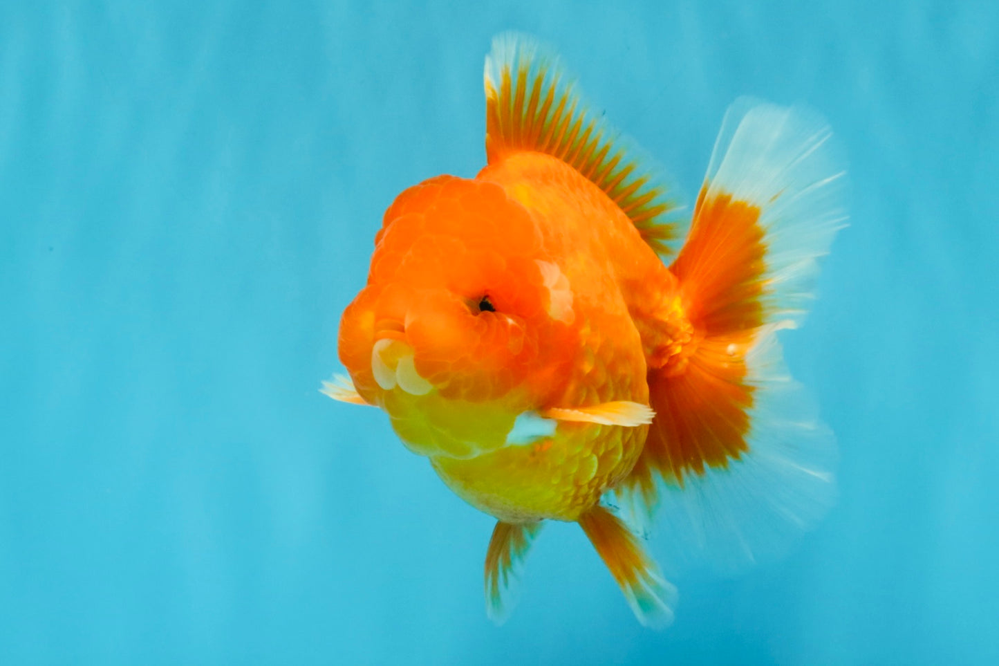 CHUBBY A Grade Red White Oranda Male 5-5.5 inches #040326OR_19