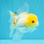 SUNNY White Oranda Female 5-5.5 inches #041026OR_08