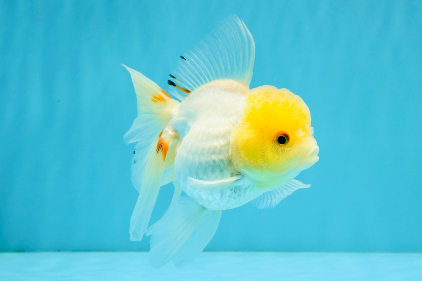 SUNNY White Oranda Female 5-5.5 inches #041026OR_08