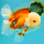 FLUFFY WEN AAA Grade Jade Head Red White Oranda Male 7.5 inches #071726OR_02