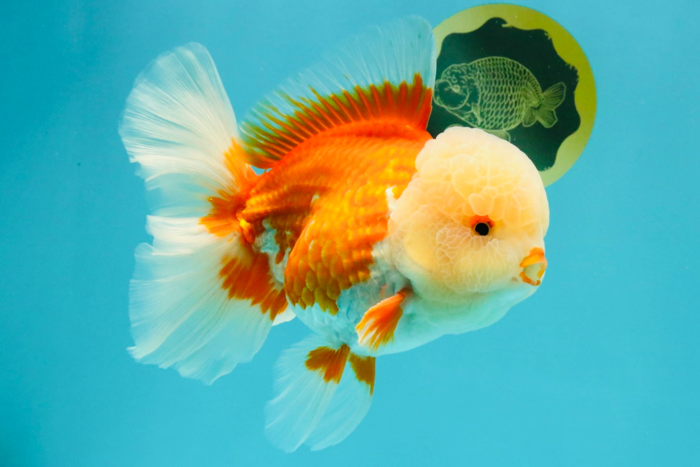 FLUFFY WEN AAA Grade Jade Head Red White Oranda Male 7.5 inches #071726OR_02