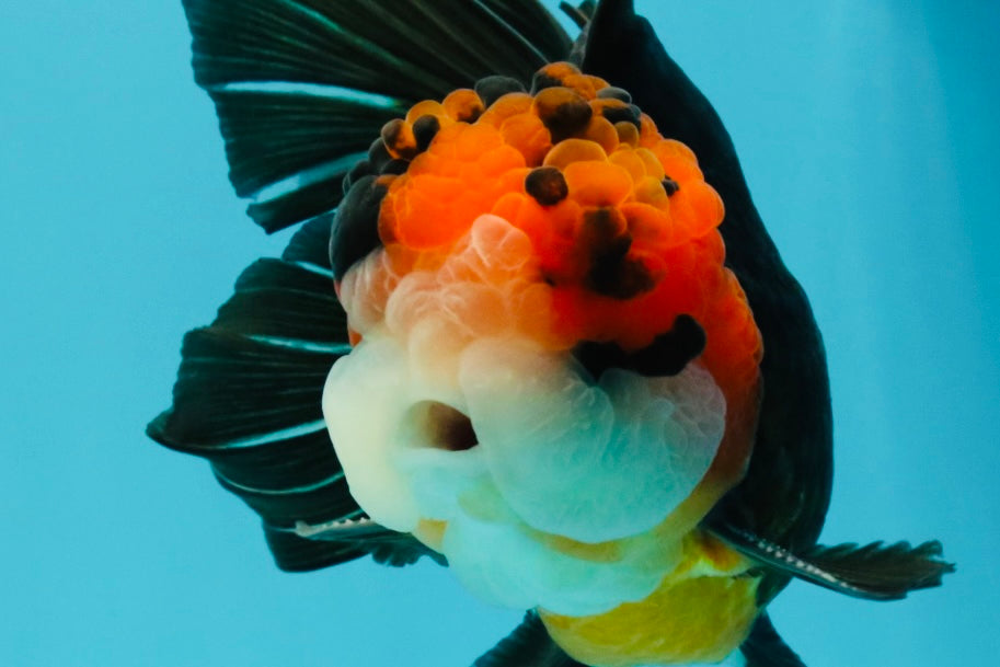 Tricolor Button Eyes Oranda Male 5.5 inches #032026OR_15