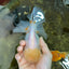 A Grade White Oranda Female 6 inches #070425OR_19