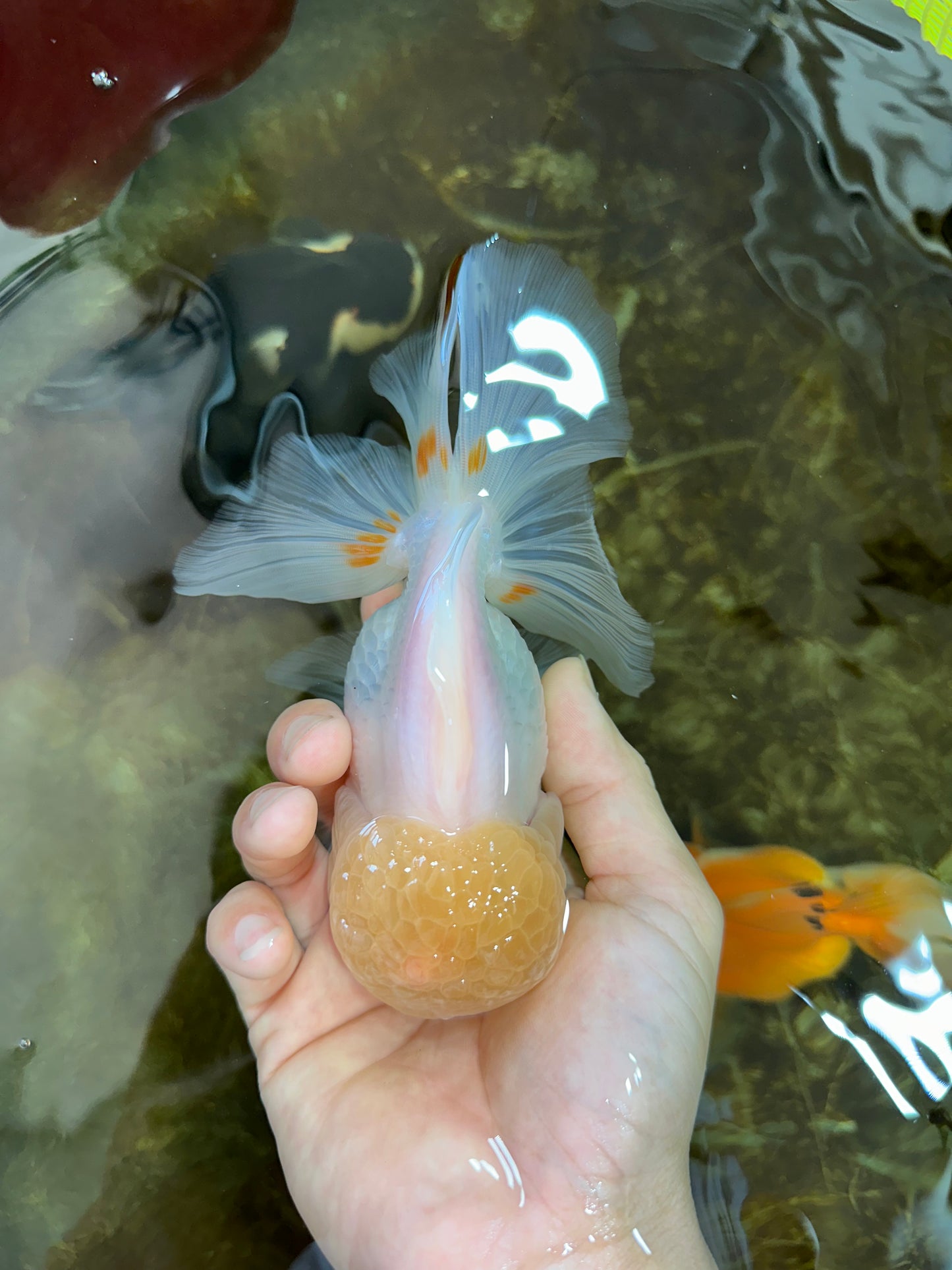 A Grade White Oranda Female 6 inches #070425OR_19
