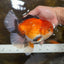 AAA Grade THICK BODY Godzilla Apache Oranda Male 6.5 inches #090525OR_07