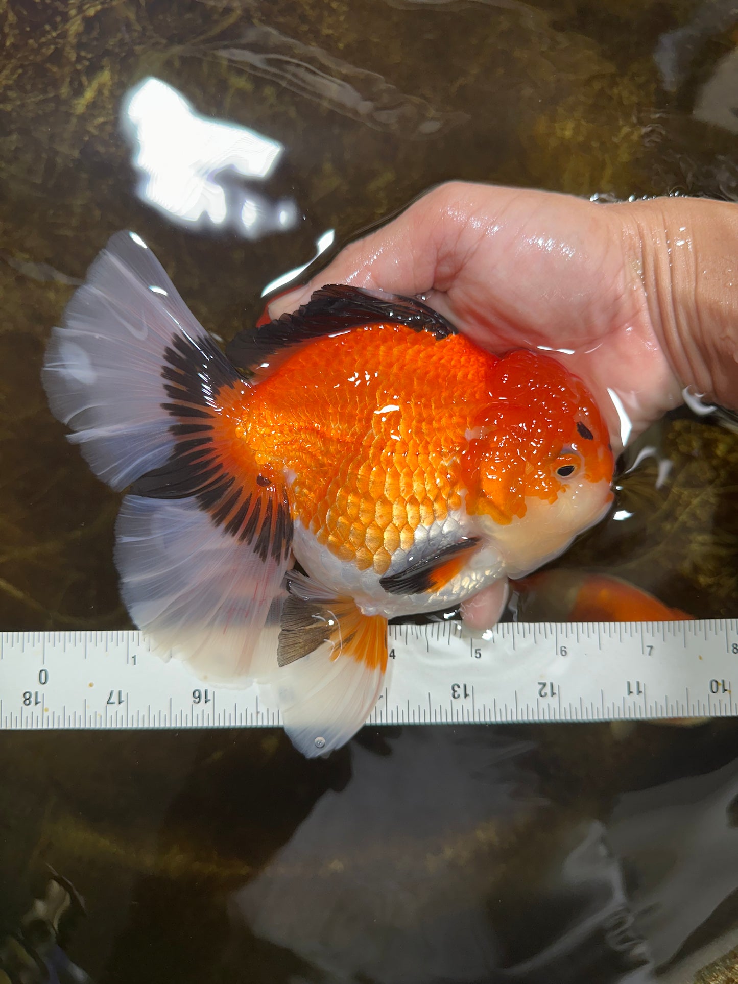 AAA Grade THICK BODY Godzilla Apache Oranda Male 6.5 inches #090525OR_07