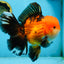 NEMO AAA Grade Apache Oranda Male 6.5 inches  #082225OR_09