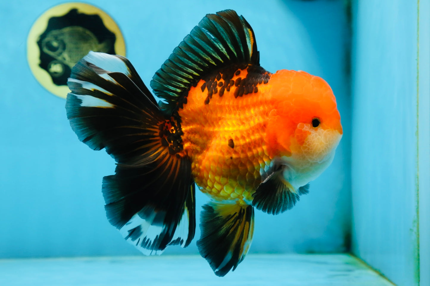 NEMO AAA Grade Apache Oranda Male 6.5 inches  #082225OR_09
