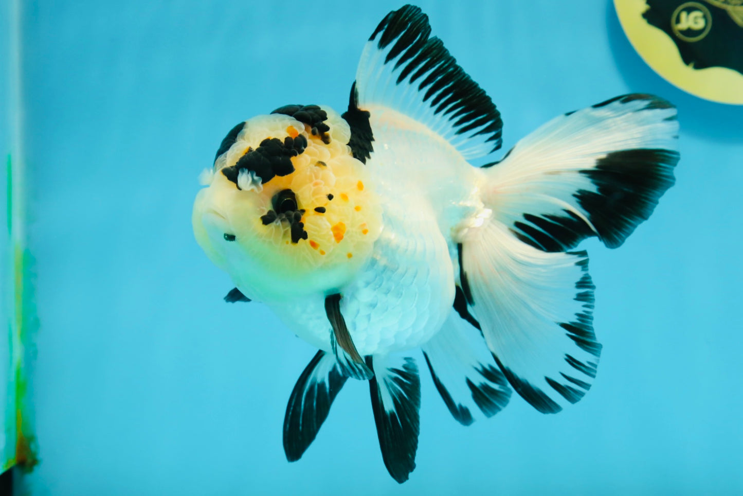 AAA Grade Panda Butterfly Oranda Female 5.5 inches #121324OR_14