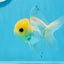 Oranda macho de ojos de botón de cabeza de limón de grado A, único, de 4 a 4,5 pulgadas, n.º 0906OR_28