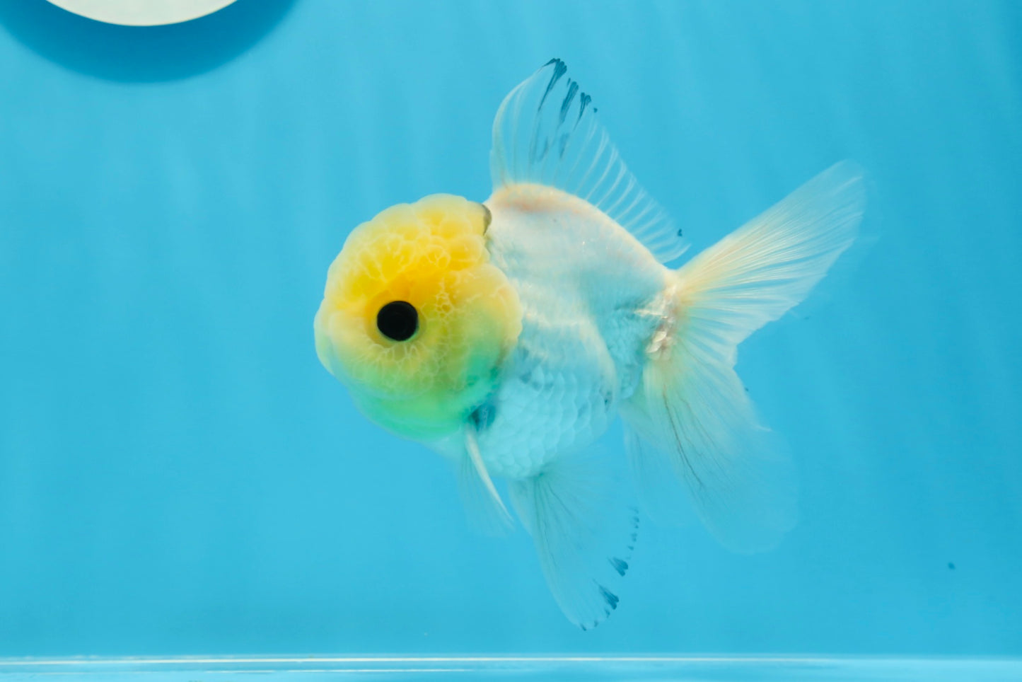 Oranda macho de ojos de botón de cabeza de limón de grado A, único, de 4 a 4,5 pulgadas, n.º 0906OR_28