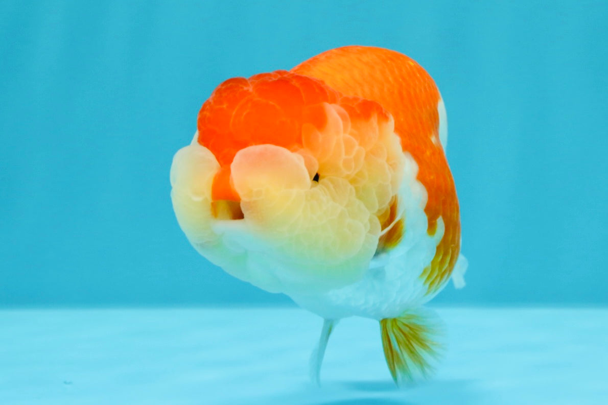 AAA Grade Peekaboo Dragon Head Red White LionQueen 4.5 inches #022726LC_27