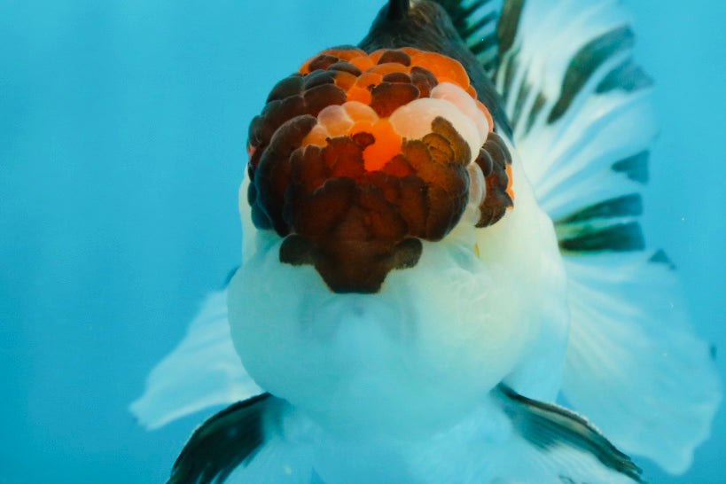 Tricolor Oranda Male 4.5-5 inches #121324OR_21