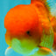 A Grade Red White Oranda Male 6 inches #081426OR_13
