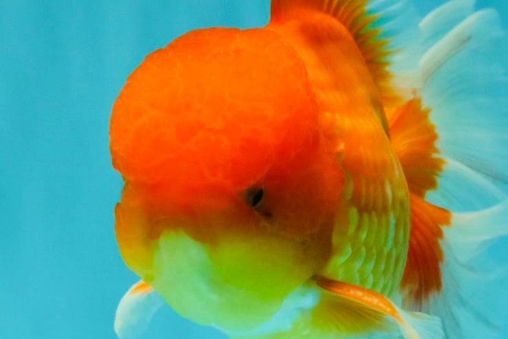 A Grade Red White Oranda Male 6 inches #081426OR_13