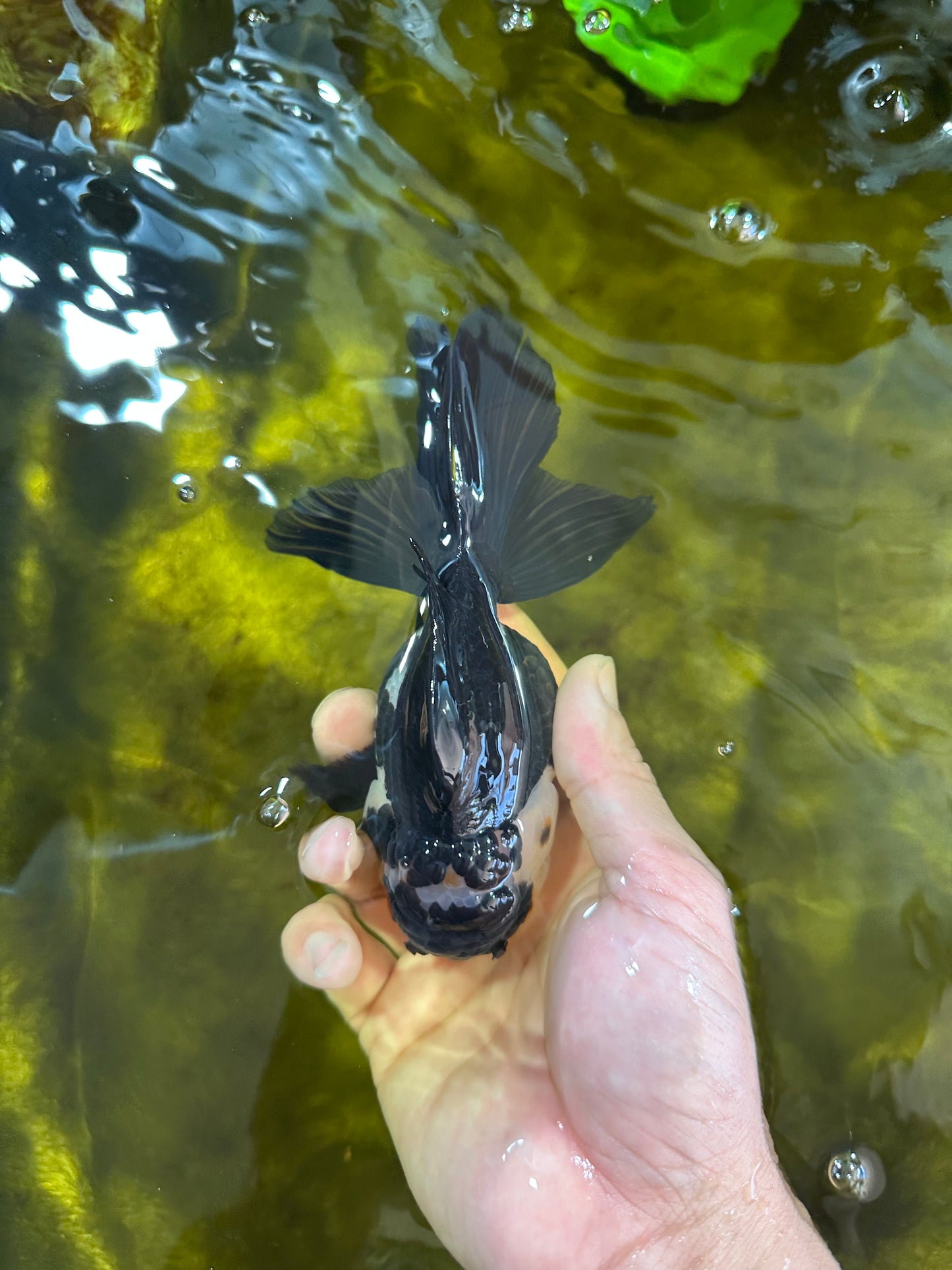 A Grade Killer Whale Panda Oranda Female 5-5.5 inches #100325OR_19