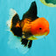 UNIQUE AAA Grade Apache Oranda Male 6 inches #101626OR_07