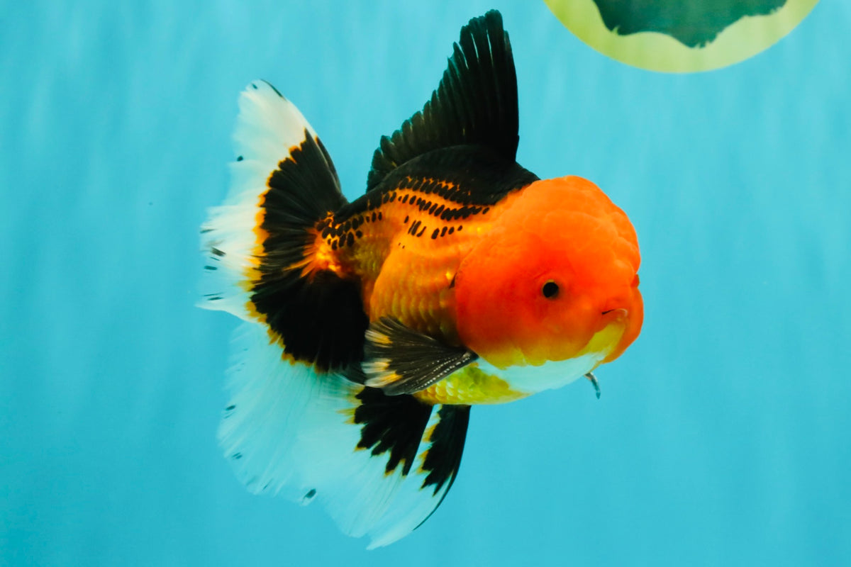 UNIQUE AAA Grade Apache Oranda Male 6 inches #101626OR_07
